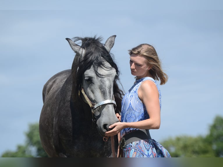 PRE Gelding 5 years 16 hh Grey in Grebenhain