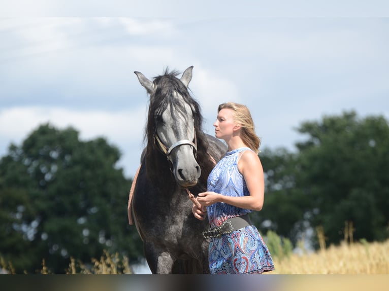 PRE Gelding 5 years 16 hh Grey in Grebenhain