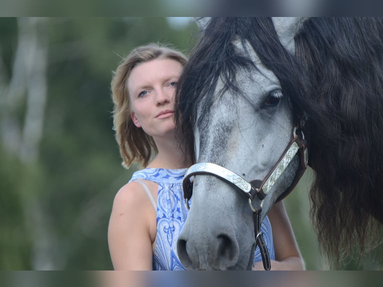 PRE Gelding 5 years 16 hh Grey in Grebenhain