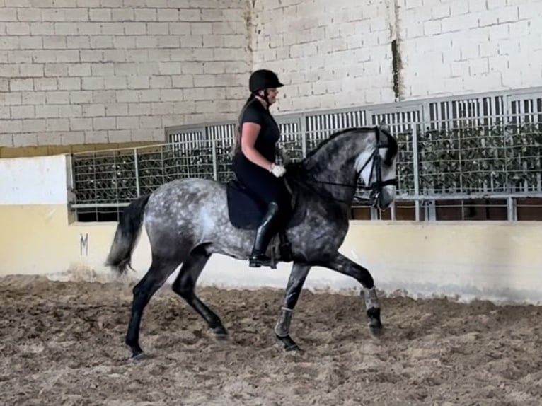 PRE Mix Gelding 5 years 16 hh Grey in Coín, Málaga