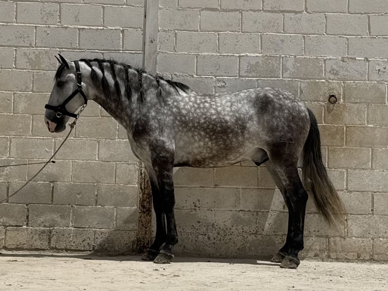 PRE Mix Gelding 5 years 16 hh Grey in Coín, Málaga