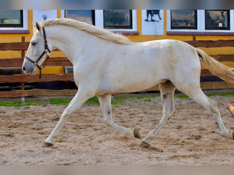 PRE Gelding 5 years 16 hh Grey in Polenz