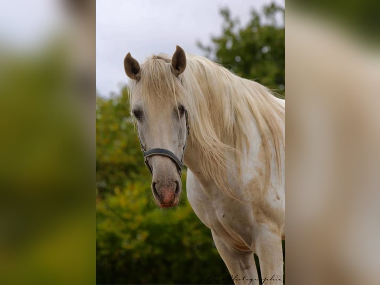PRE Gelding 5 years 16 hh Grey in Polenz