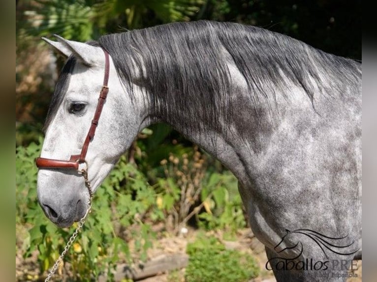 PRE Mix Gelding 5 years 16 hh Grey in Barcelona