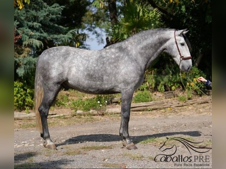 PRE Mix Gelding 5 years 16 hh Grey in Barcelona