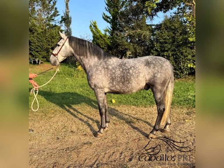 PRE Mix Gelding 5 years 16 hh Grey in Barcelona