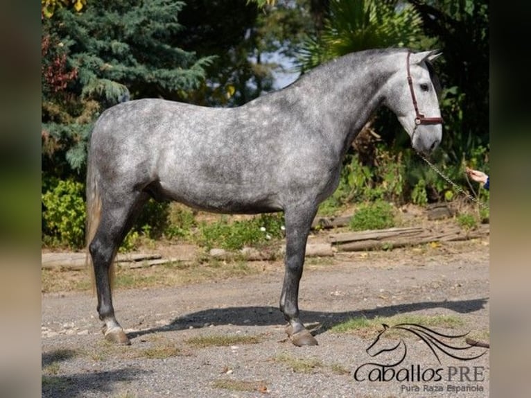 PRE Mix Gelding 5 years 16 hh Grey in Barcelona