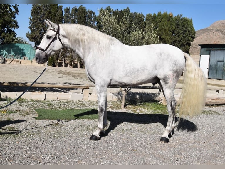 PRE Gelding 5 years 16 hh Grey in Provinz Granada