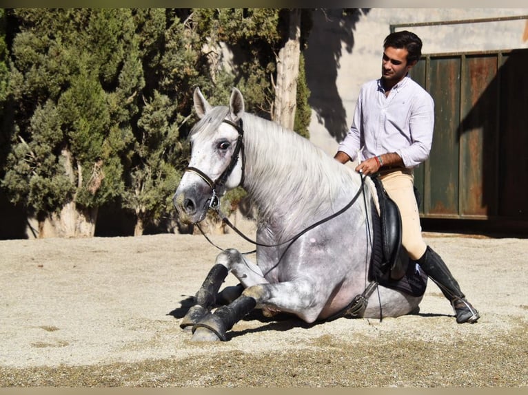 PRE Gelding 5 years 16 hh Grey in Provinz Granada