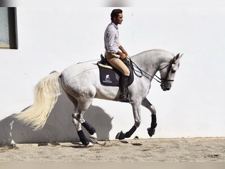 PRE Gelding 5 years 16 hh Grey in Provinz Granada