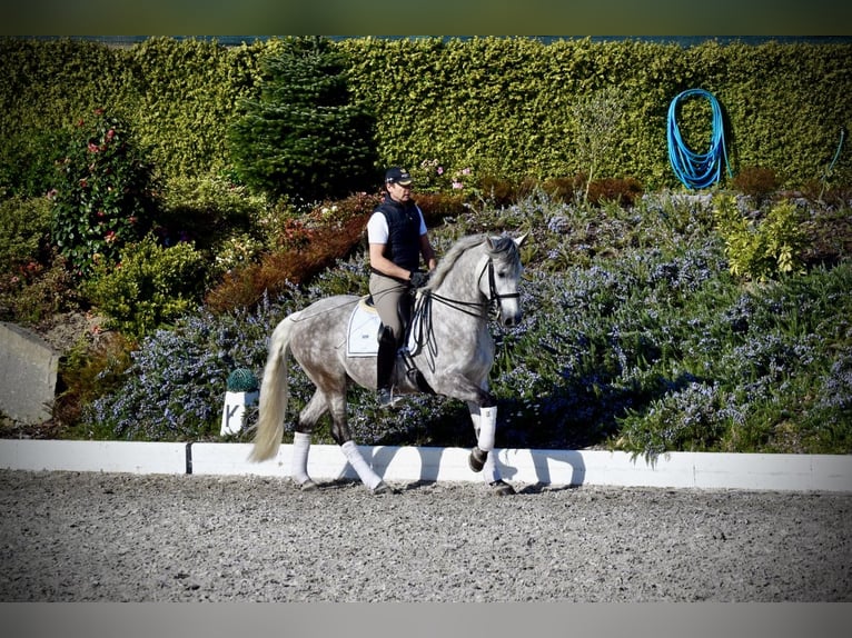 PRE Gelding 5 years 16 hh Grey in Guimarães