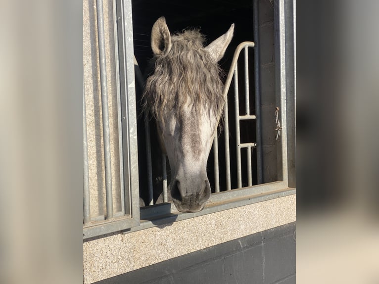 PRE Gelding 5 years 16 hh Grey in Guimarães