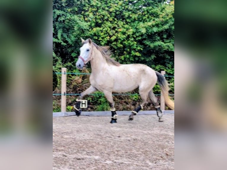 PRE Gelding 5 years 16 hh Grey in Schalksmühle