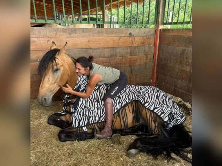 PRE Gelding 5 years 16 hh  in Rechnitz