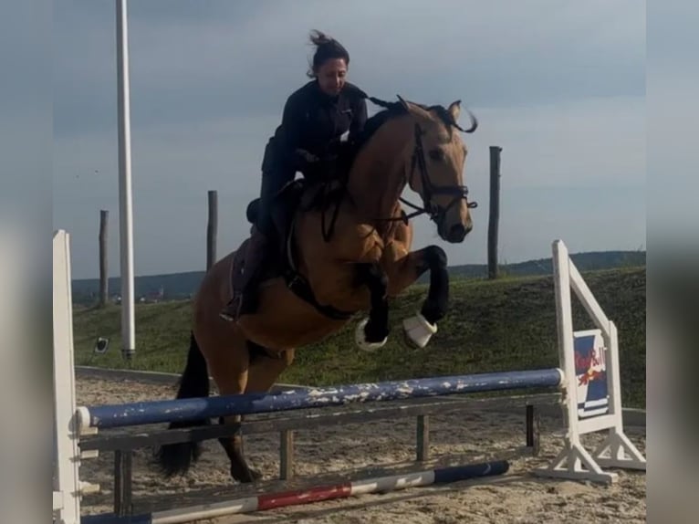 PRE Gelding 5 years 16 hh  in Rechnitz