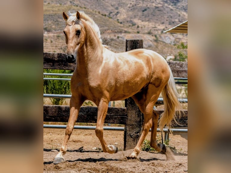 PRE Mix Gelding 5 years 16 hh Palomino in Sevilla