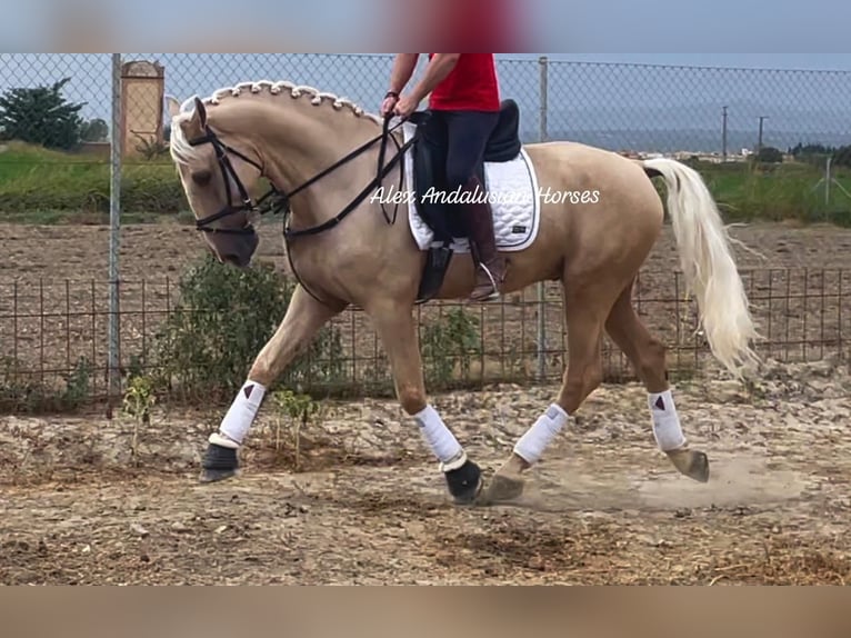 PRE Mix Gelding 5 years 16 hh Palomino in Sevilla