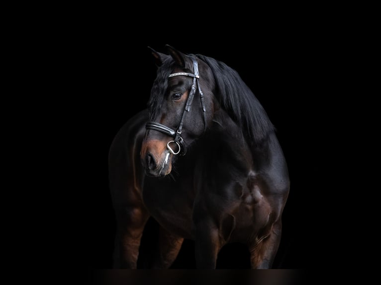 PRE Mix Gelding 5 years 16 hh Smoky-Black in Windhagen