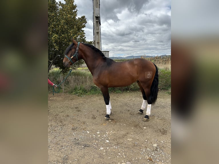 PRE Gelding 5 years 16,1 hh Bay in FiteroNavarra