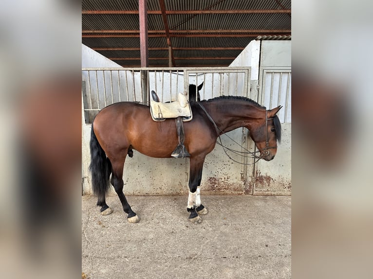 PRE Gelding 5 years 16,1 hh Bay in FiteroNavarra