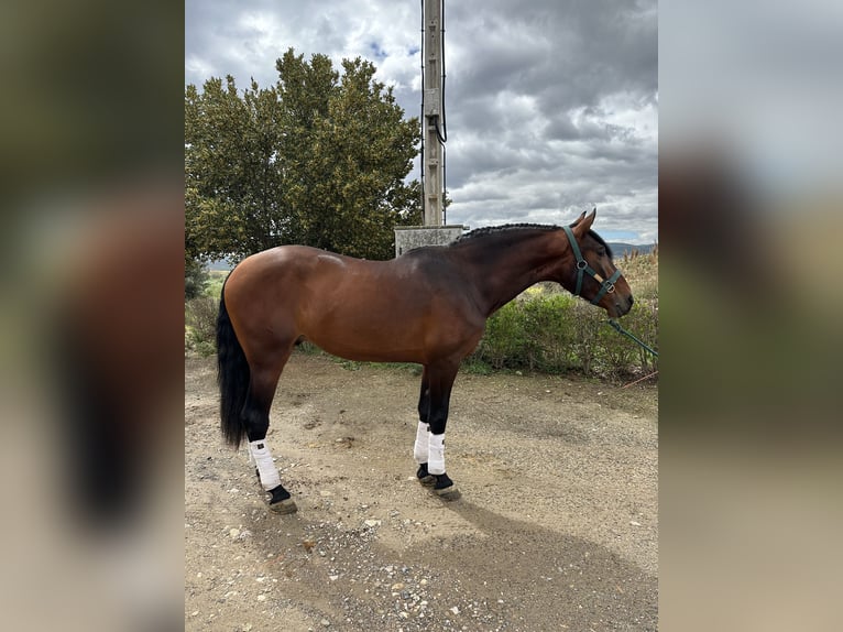 PRE Gelding 5 years 16,1 hh Bay in FiteroNavarra