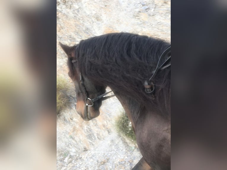 PRE Mix Gelding 5 years 16,1 hh Bay-Dark in Lobras