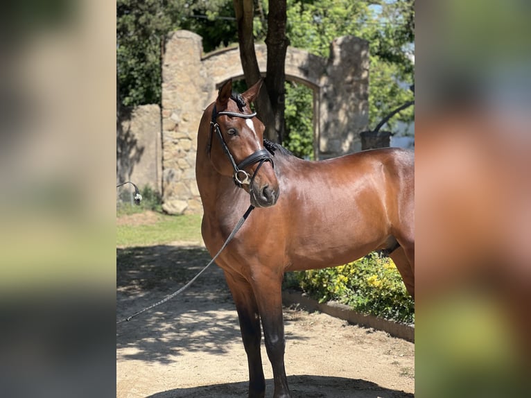 PRE Mix Gelding 5 years 16,1 hh Brown in Valldoriolf (Vilanova Del Valles)