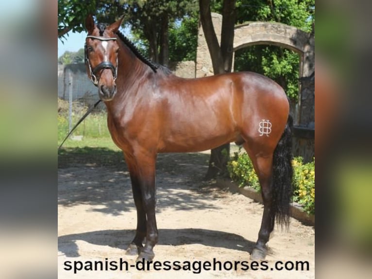 PRE Mix Gelding 5 years 16,1 hh Brown in Barcelona