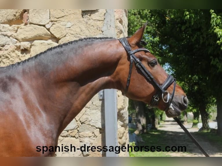 PRE Mix Gelding 5 years 16,1 hh Brown in Barcelona