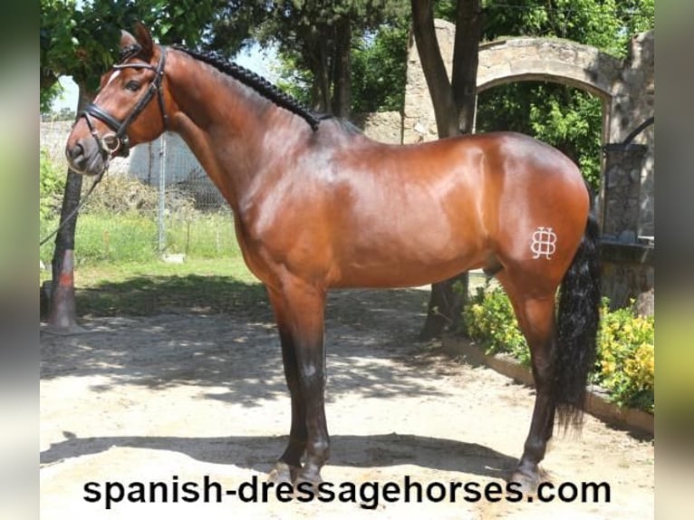 PRE Mix Gelding 5 years 16,1 hh Brown in Barcelona