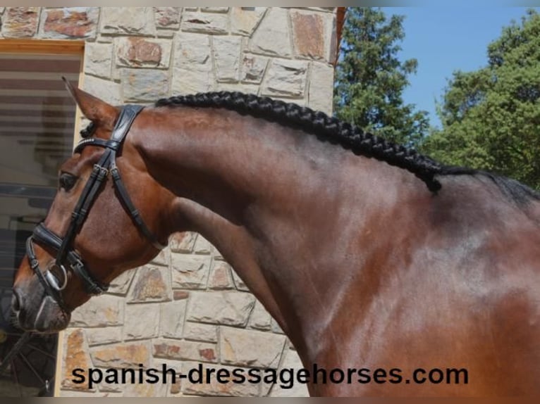 PRE Mix Gelding 5 years 16,1 hh Brown in Barcelona