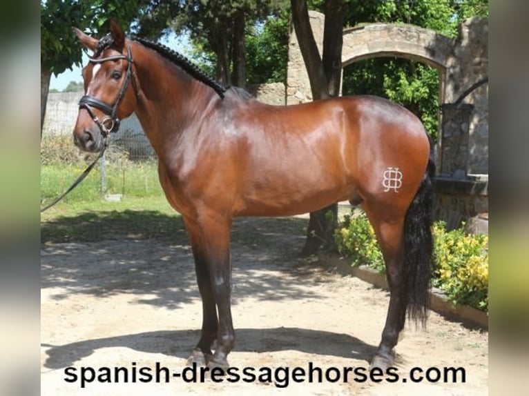 PRE Mix Gelding 5 years 16,1 hh Brown in Barcelona