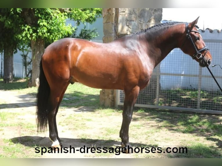 PRE Mix Gelding 5 years 16,1 hh Brown in Barcelona