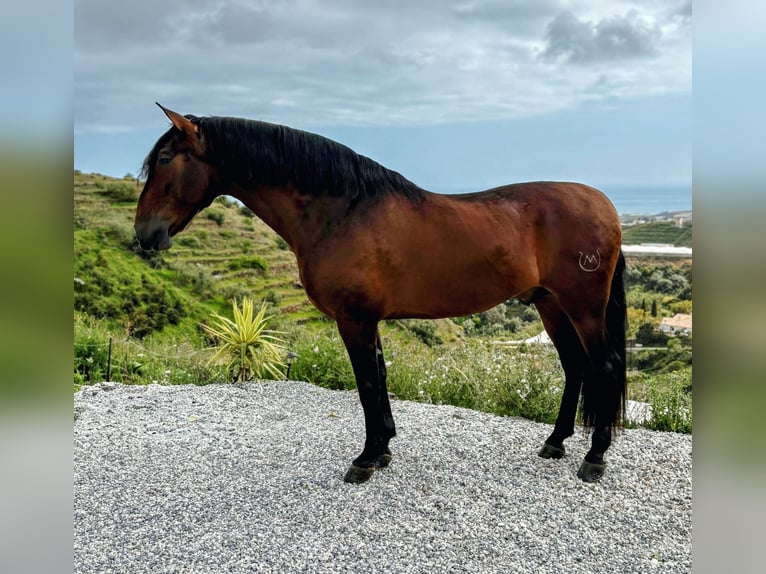 PRE Gelding 5 years 16,1 hh Brown in Sevilla