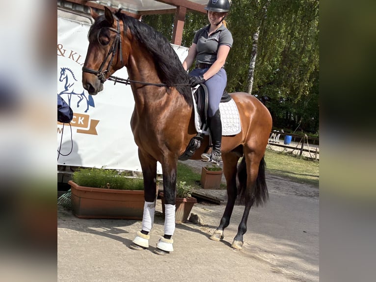 PRE Mix Gelding 5 years 16,1 hh Brown in Sottrum