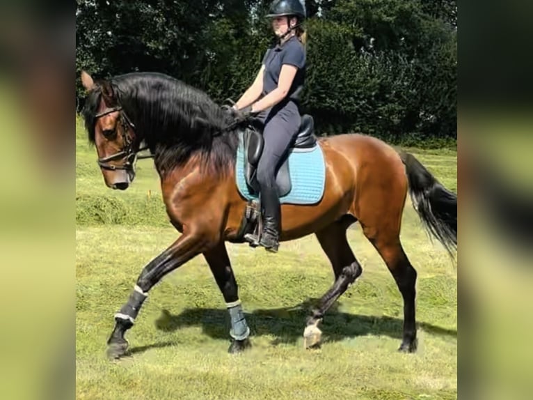 PRE Mix Gelding 5 years 16,1 hh Brown in Sottrum