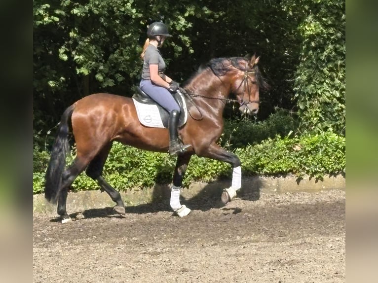 PRE Mix Gelding 5 years 16,1 hh Brown in Sottrum