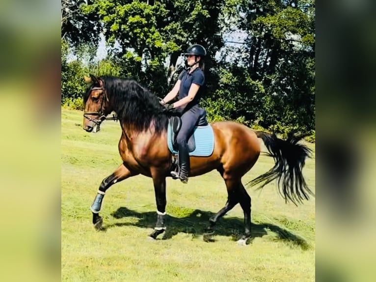 PRE Mix Gelding 5 years 16,1 hh Brown in Sottrum