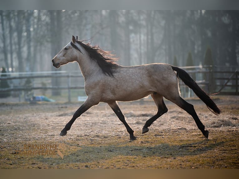 PRE Mix Gelding 5 years 16,1 hh Dun in Traventhal
