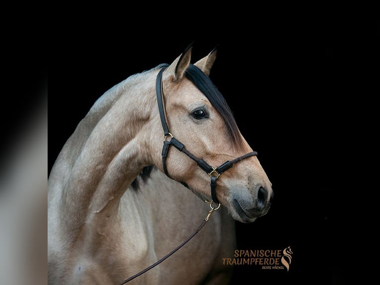 PRE Mix Gelding 5 years 16,1 hh Dun in Traventhal