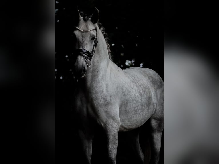 PRE Mix Gelding 5 years 16,1 hh Grey-Dark-Tan in Nettersheim