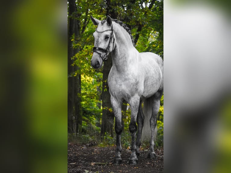 PRE Mix Gelding 5 years 16,1 hh Grey-Dark-Tan in Nettersheim