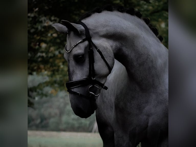PRE Mix Gelding 5 years 16,1 hh Grey-Dark-Tan in Nettersheim