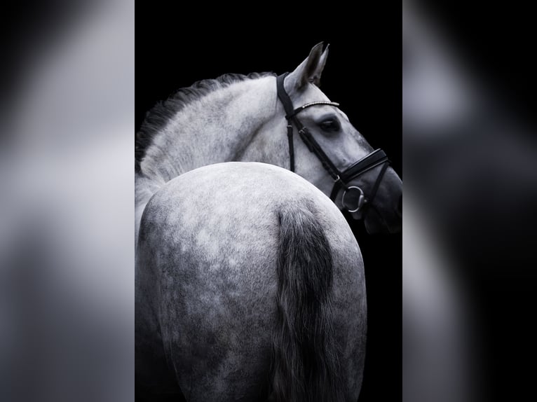 PRE Mix Gelding 5 years 16,1 hh Grey-Dark-Tan in Nettersheim