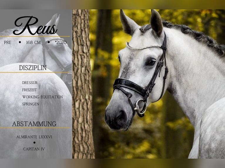 PRE Mix Gelding 5 years 16,1 hh Grey-Dark-Tan in Nettersheim