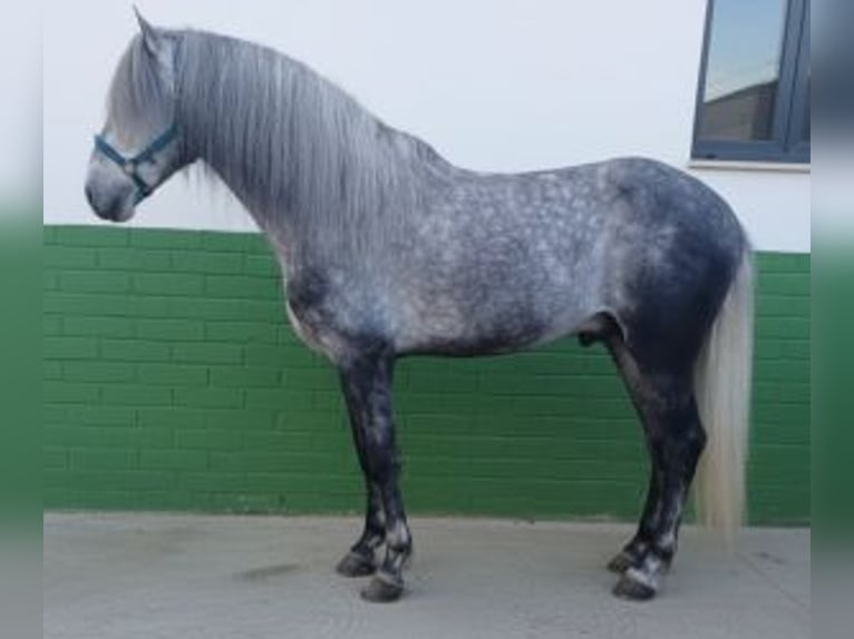 PRE Mix Gelding 5 years 16,1 hh Grey in Linea