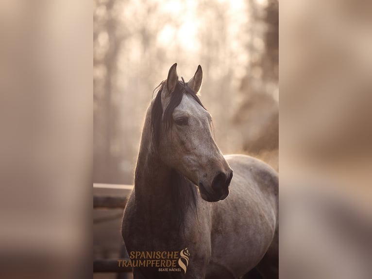 PRE Mix Gelding 5 years 16,1 hh in Traventhal