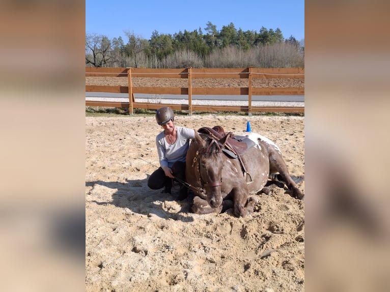 PRE Mix Gelding 5 years 16,1 hh Leopard-Piebald in G&#xF6;&#xDF;weinstein