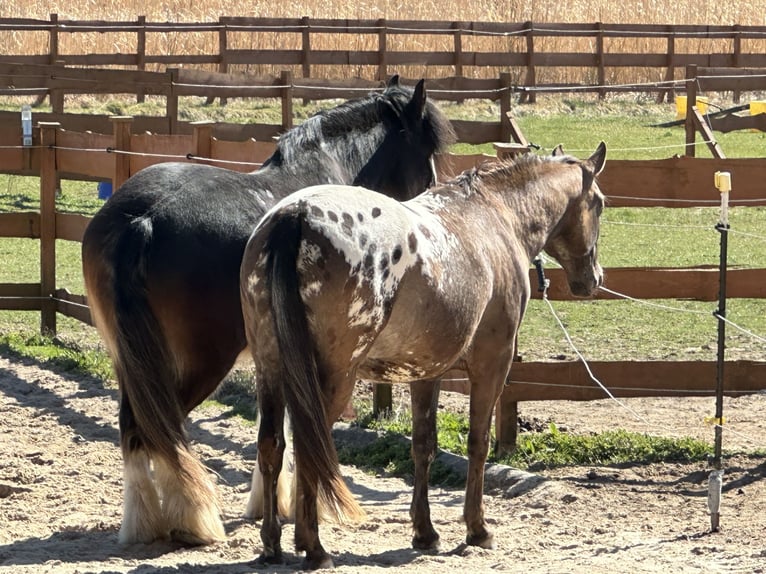 PRE Mix Gelding 5 years 16,1 hh Leopard-Piebald in G&#xF6;&#xDF;weinstein