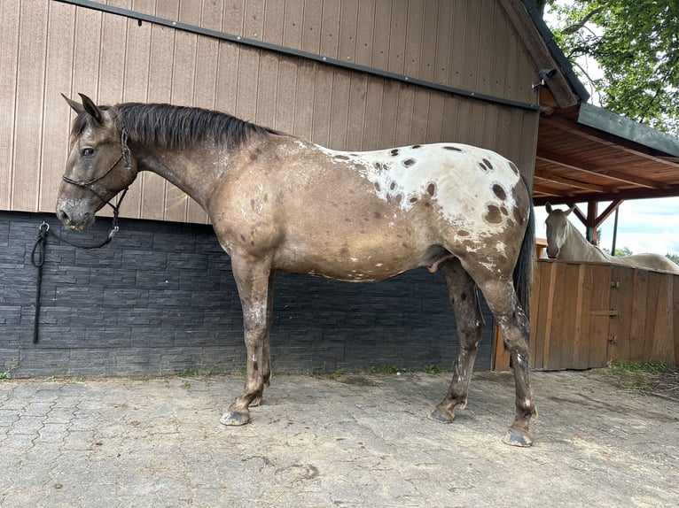 PRE Mix Gelding 5 years 16,1 hh Leopard-Piebald in G&#xF6;&#xDF;weinstein